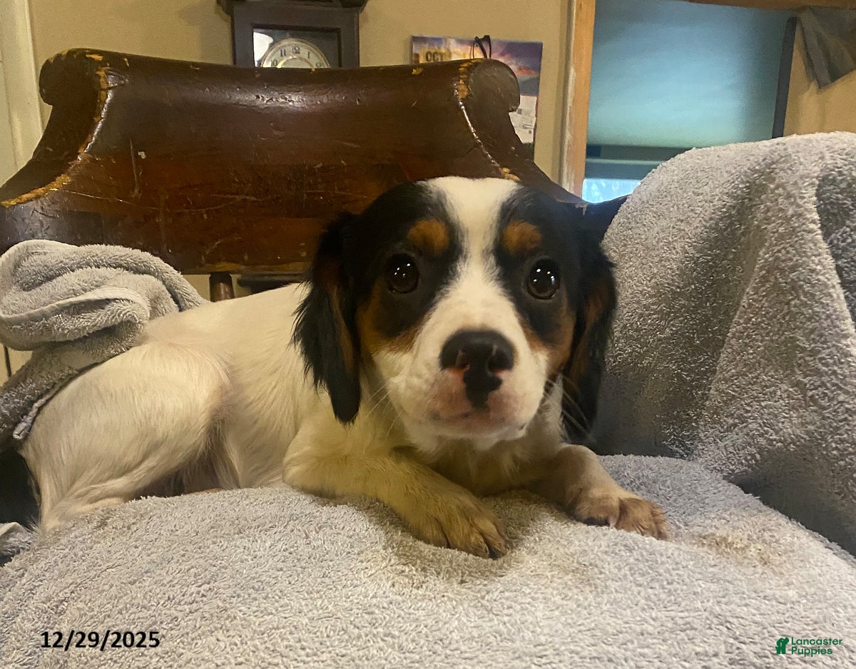 Mixed Breed dogs Buttercup - Ad 8