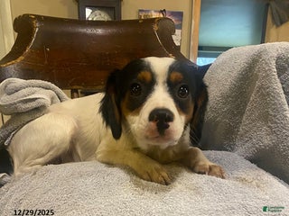Mixed Breed dogs Buttercup - Ad 8
