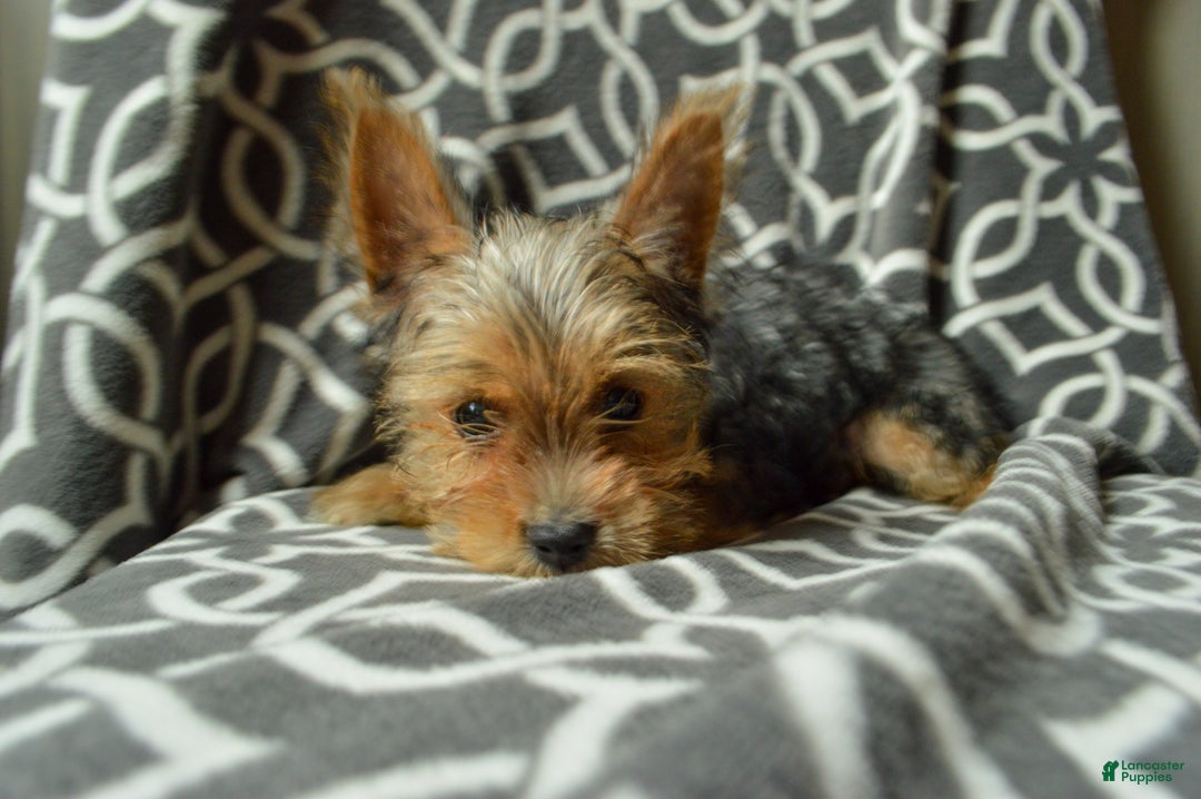 Yorkshire Terrier dogs for sale: Ariel - Ad 2