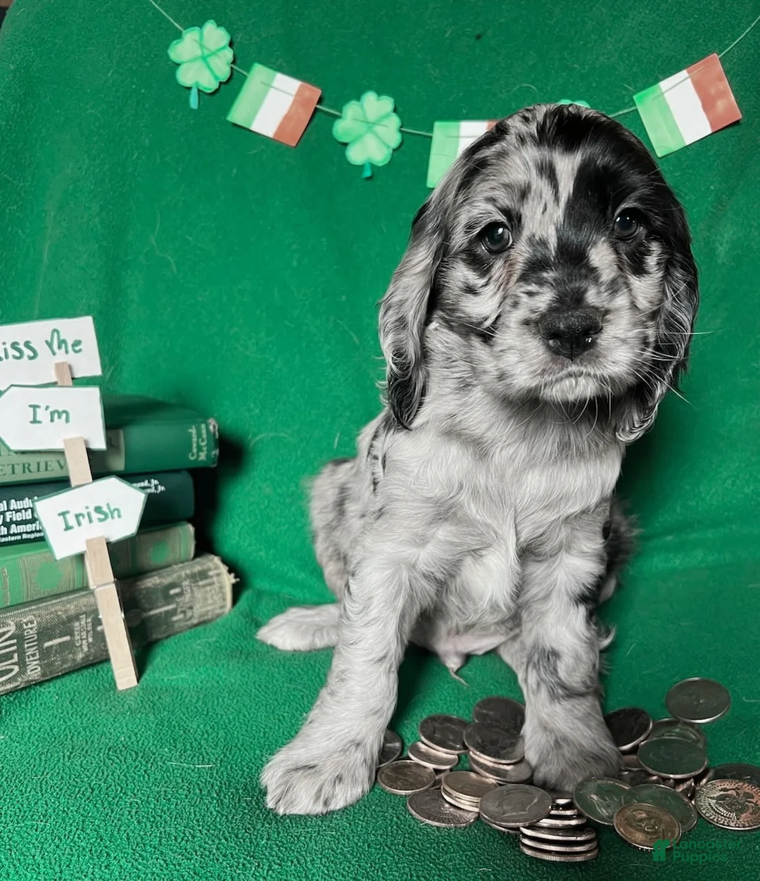 Cocker Spaniel dogs for sale: Anders - Ad 2