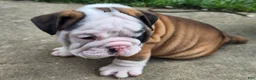 English Bulldog dogs for sale: Bandit - Ad 7