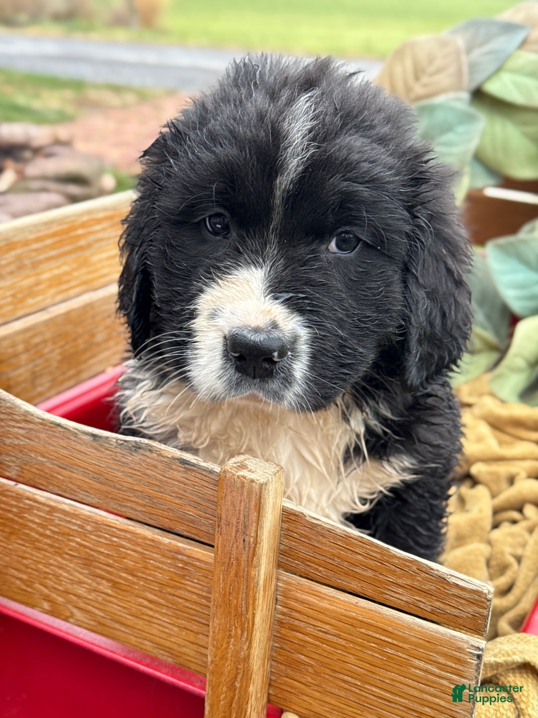 Mixed Breed dogs for sale: Watson - Ad 6