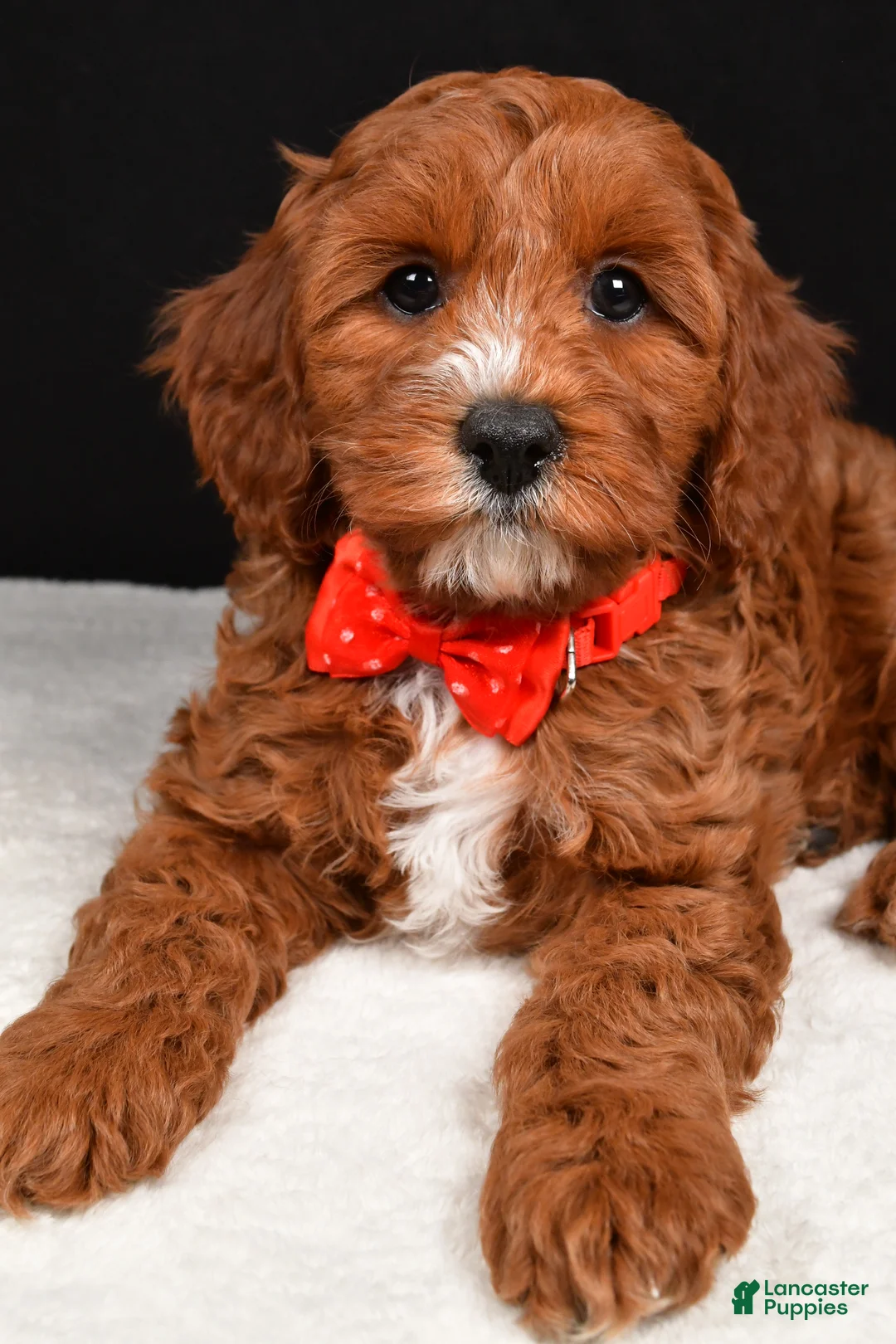 Cavapoo dogs for sale: Buddy - Ad 5