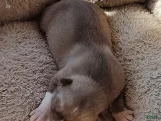 Siberian Husky dogs Siberian Husky Puppy 3 - Ad 15