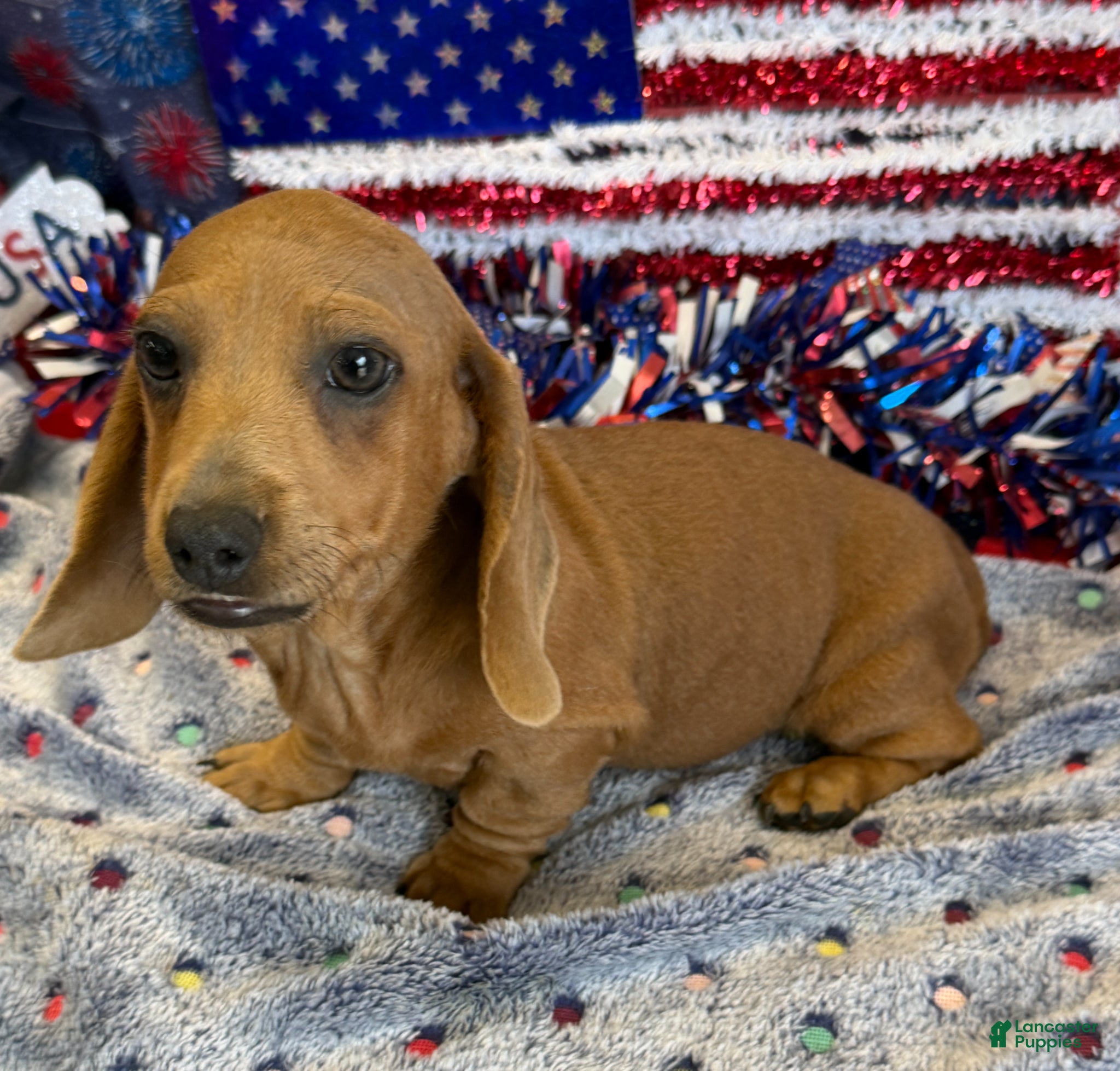 Dachshund dogs Melba - Ad 6