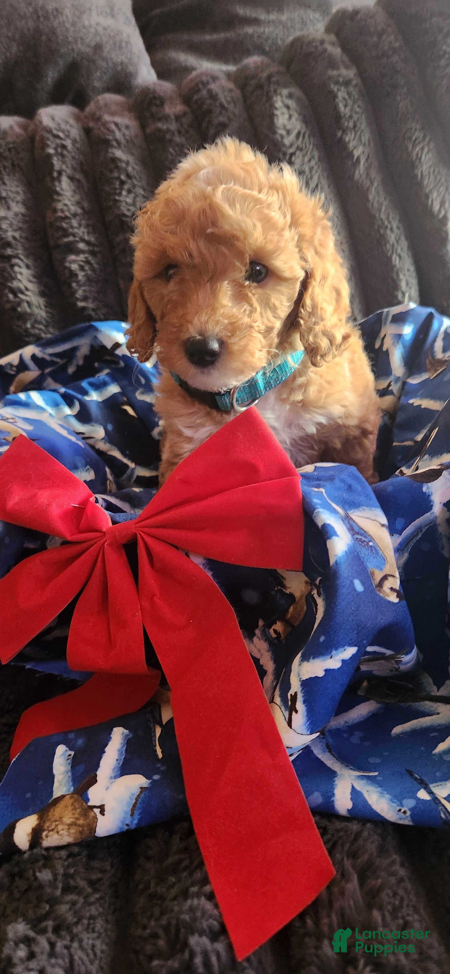 Mini Goldendoodle dogs Millie - Ad 23