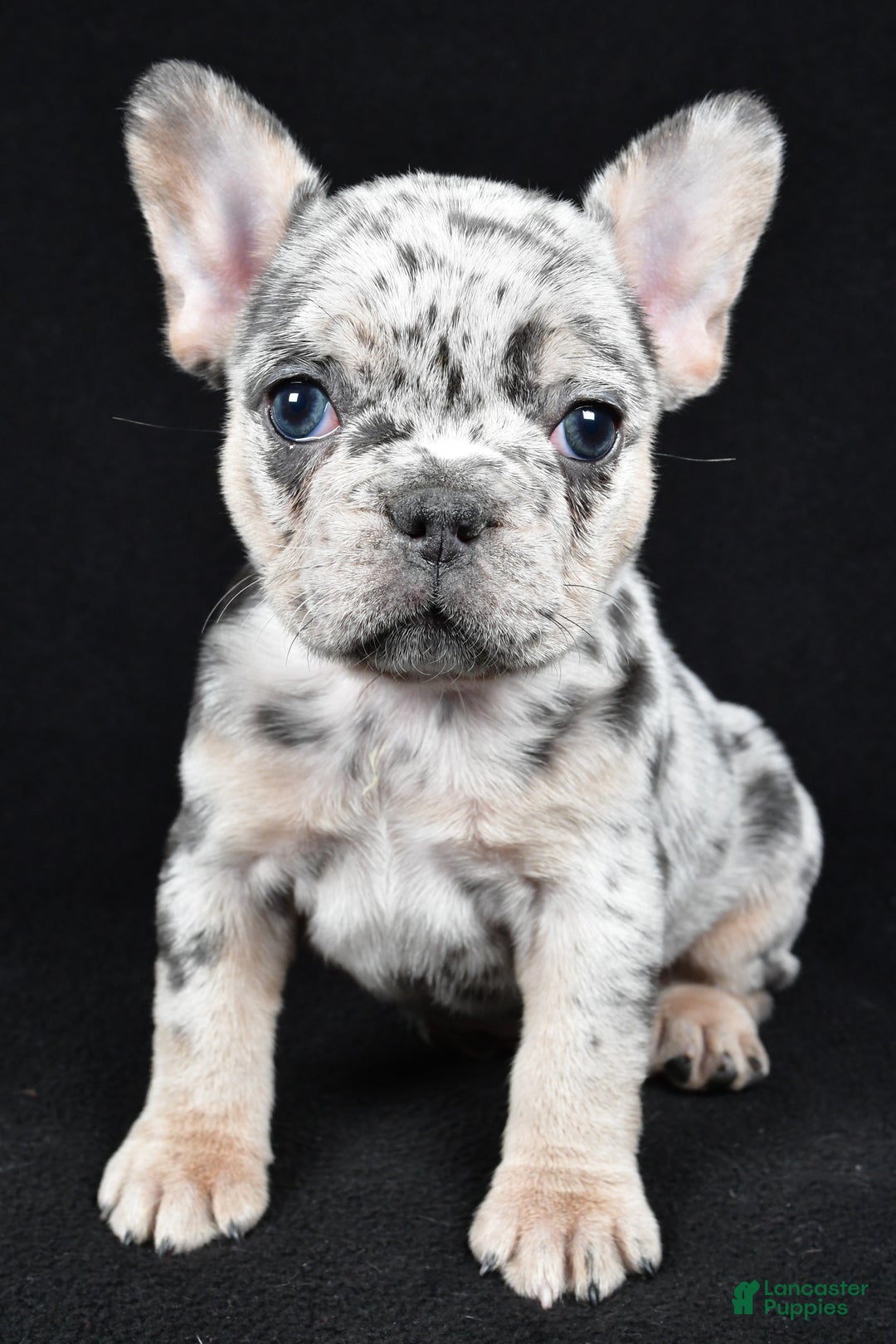 French Bulldog dogs for sale: Fiona - Ad 9