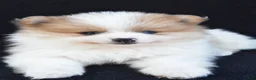 Pomeranian dogs for sale: Ollie - Ad 4