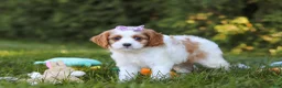 Cavapoo dogs for sale: Ingrid - Ad 3