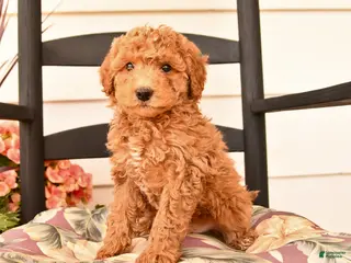 Miniature Poodle dogs for sale: Jesse - Ad 2