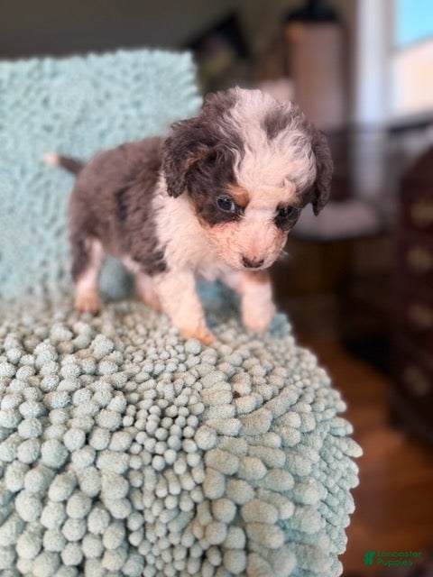 Bernedoodle dogs for sale: Casper - Ad 2