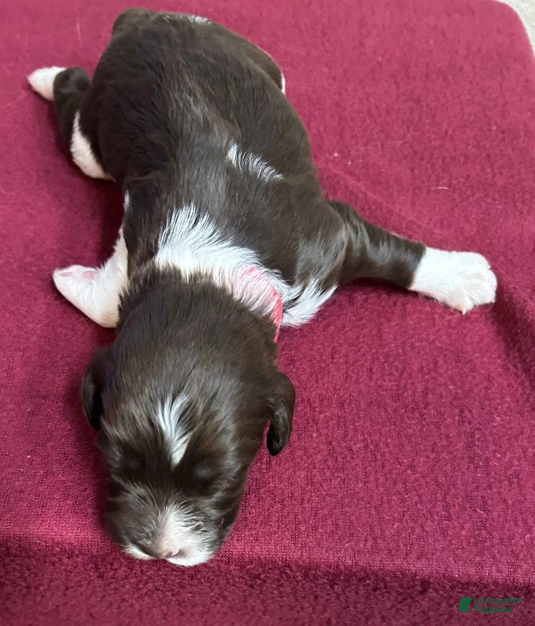 Brittany Spaniel dogs for sale: Red Collar - Ad 1