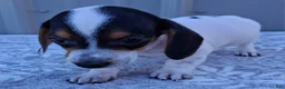 Miniature Dachshund dogs for sale: Archie - Ad 2