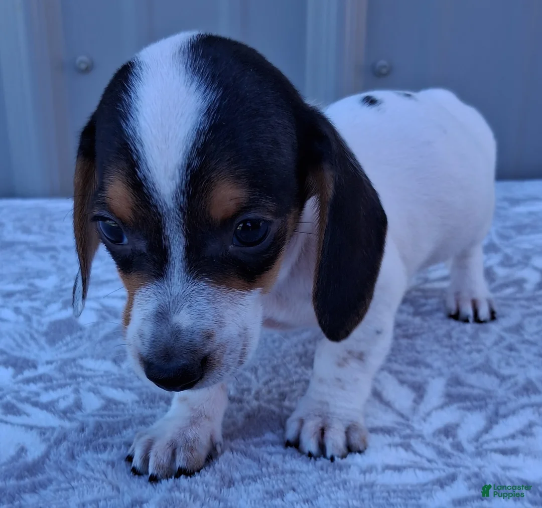 Miniature Dachshund dogs for sale: Archie - Ad 2
