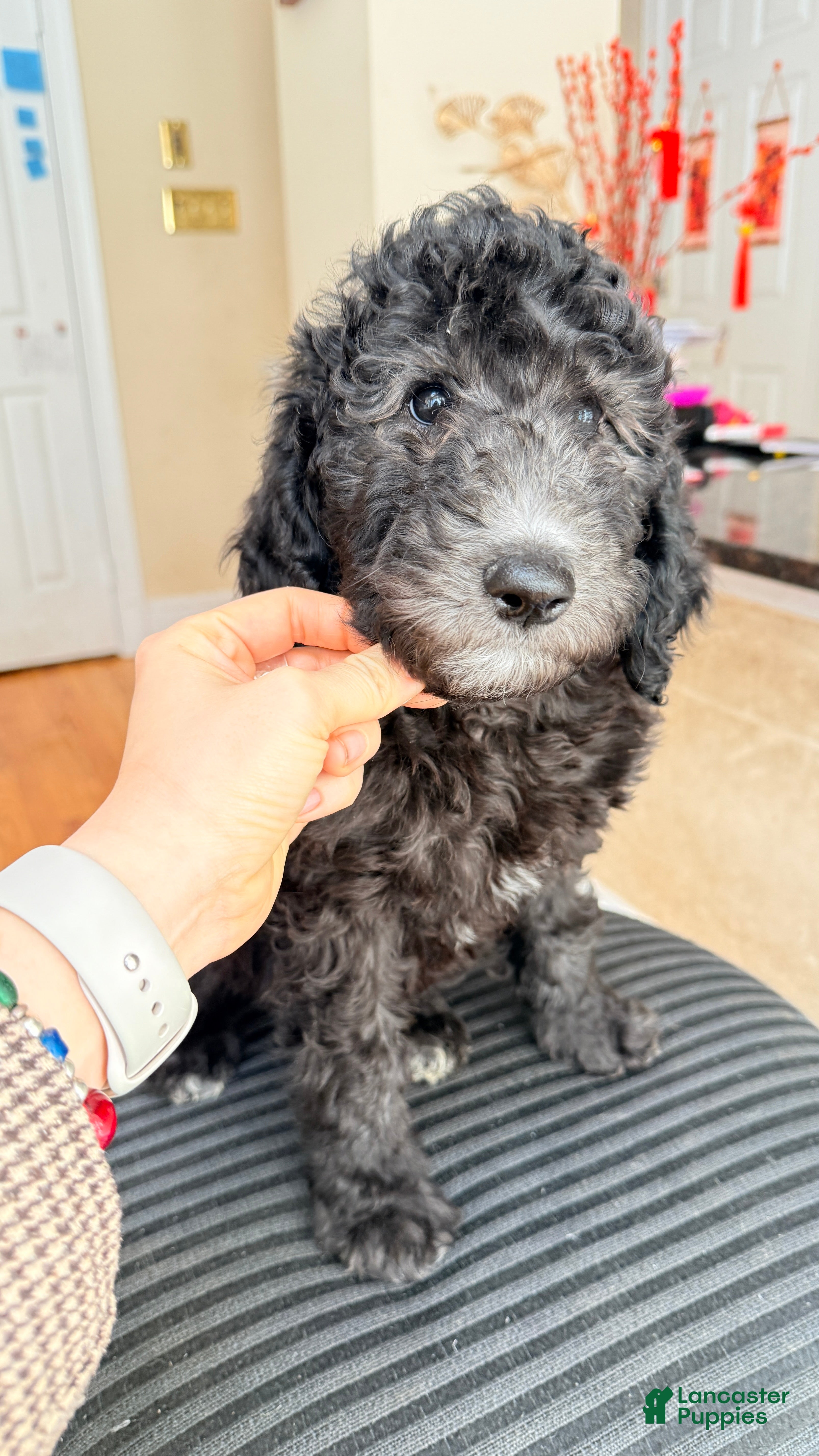Standard Poodle dogs Standard Poodle Puppy 6 - Ad 2