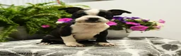 Boston Terrier dogs for sale: Nolan - Ad 4