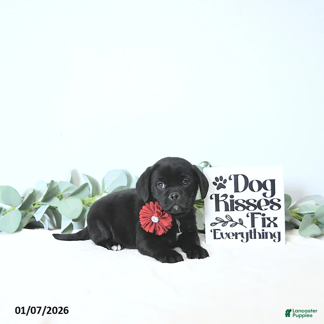 Puggle dogs for sale: Gabby - Ad 4