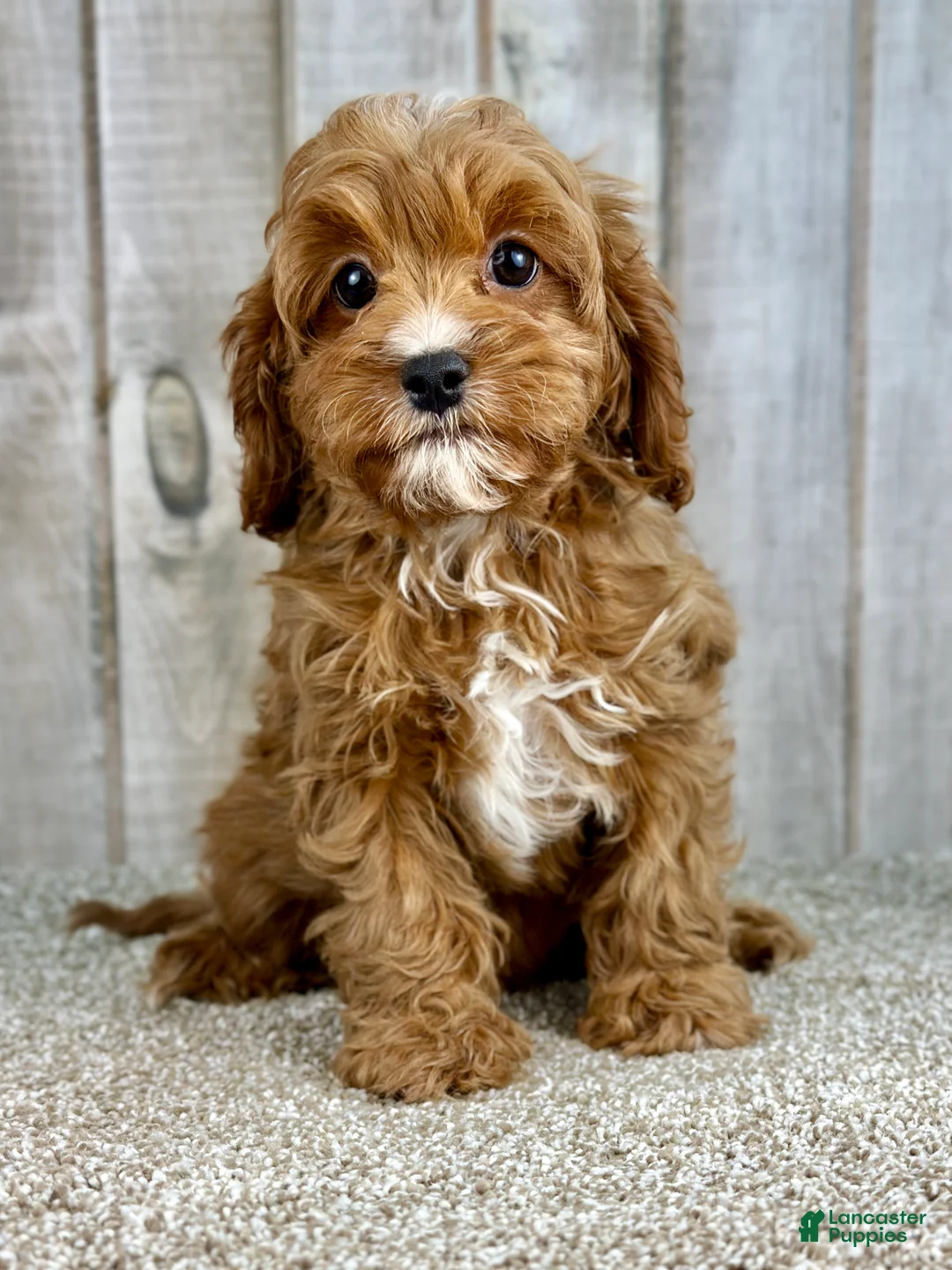 Cavapoo dogs for sale: Girl Dotty - 4936 - Ad 15