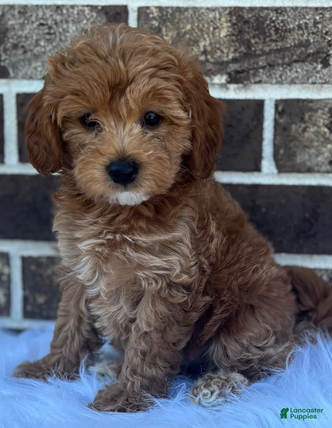 Mini Goldendoodle dogs for sale: Katie - Ad 1