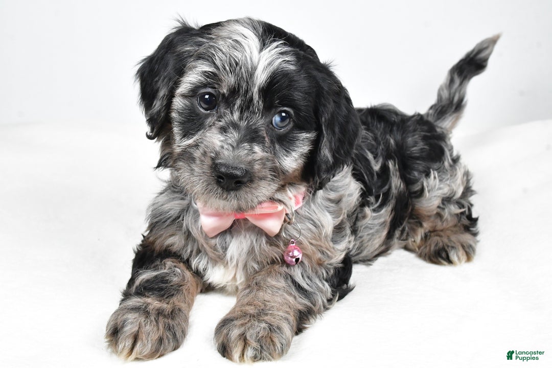 Cavapoo dogs for sale: Shirley  - Ad 4
