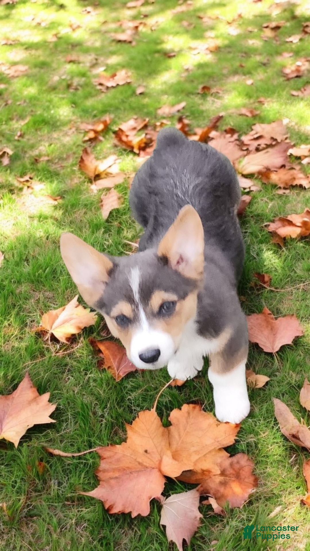 Welsh Corgi Pembroke dogs for sale: Alfie bluie  - Ad 9