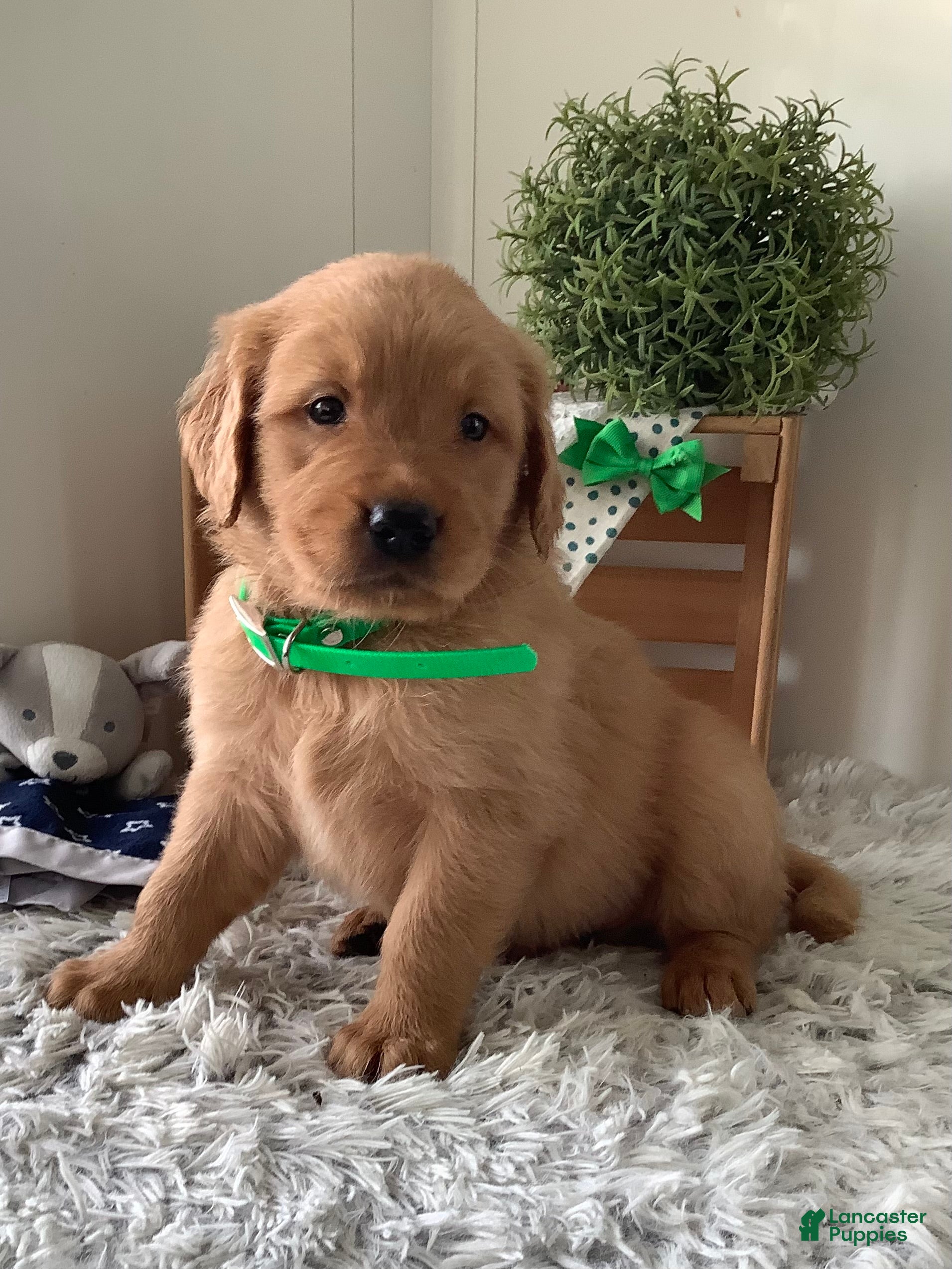 Golden Retriever dogs for sale: Golden Retriever Ticker - Ad 1