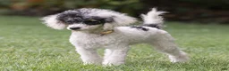 Miniature Poodle dogs for sale: Sparky Miniature Poodle  - Ad 4