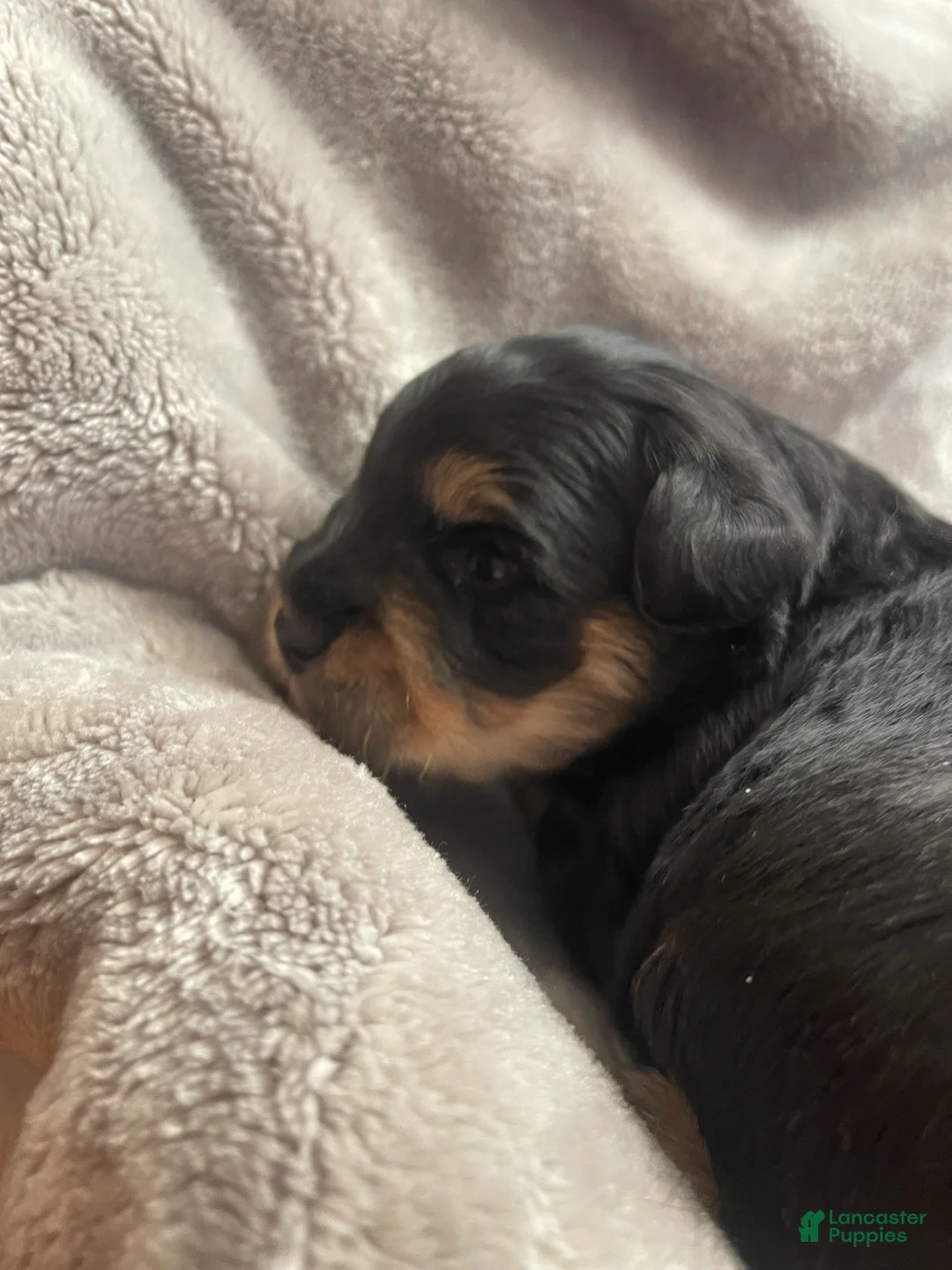 Miniature Schnauzer dogs for sale: Miniature Schnauzer Puppy 5 - Ad 6