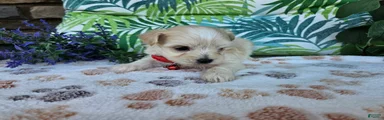 Rosco