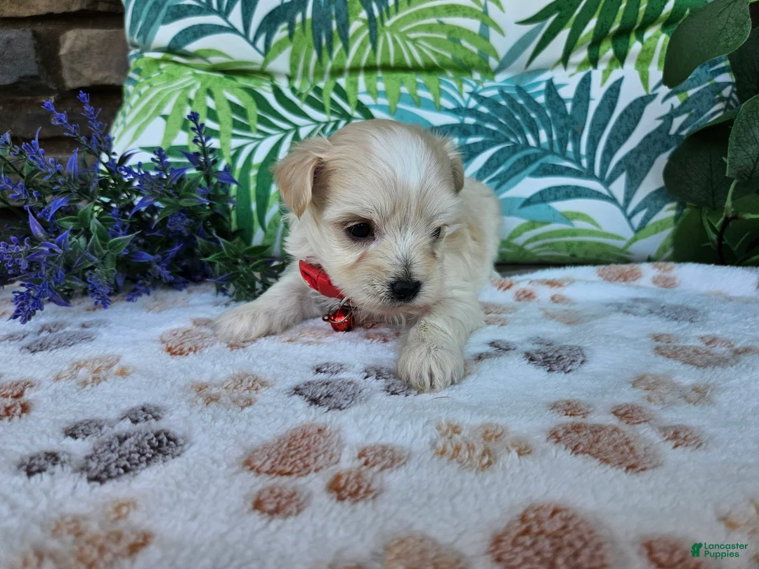 Maltipoo dogs for sale: Rosco - Ad 1