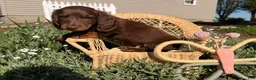 Dachshund dogs for sale: Big boy  - Ad 3