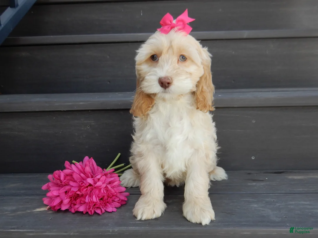 Cockapoo dogs for sale: Gracie - Ad 3