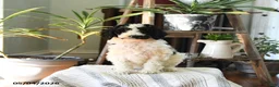 Standard Poodle dogs for sale: Dollie - Ad 2