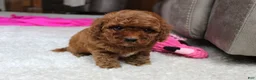 Cavapoochon dogs for sale: Molly - Ad 10