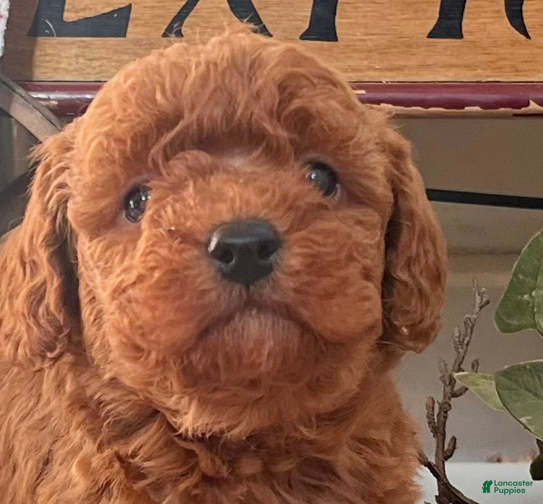 Mixed Breed dogs for sale: Sweet Bubbles❤️🐾Call 717-768-7967 - Ad 2