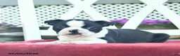 Boston Terrier dogs for sale: Pandora - Ad 4