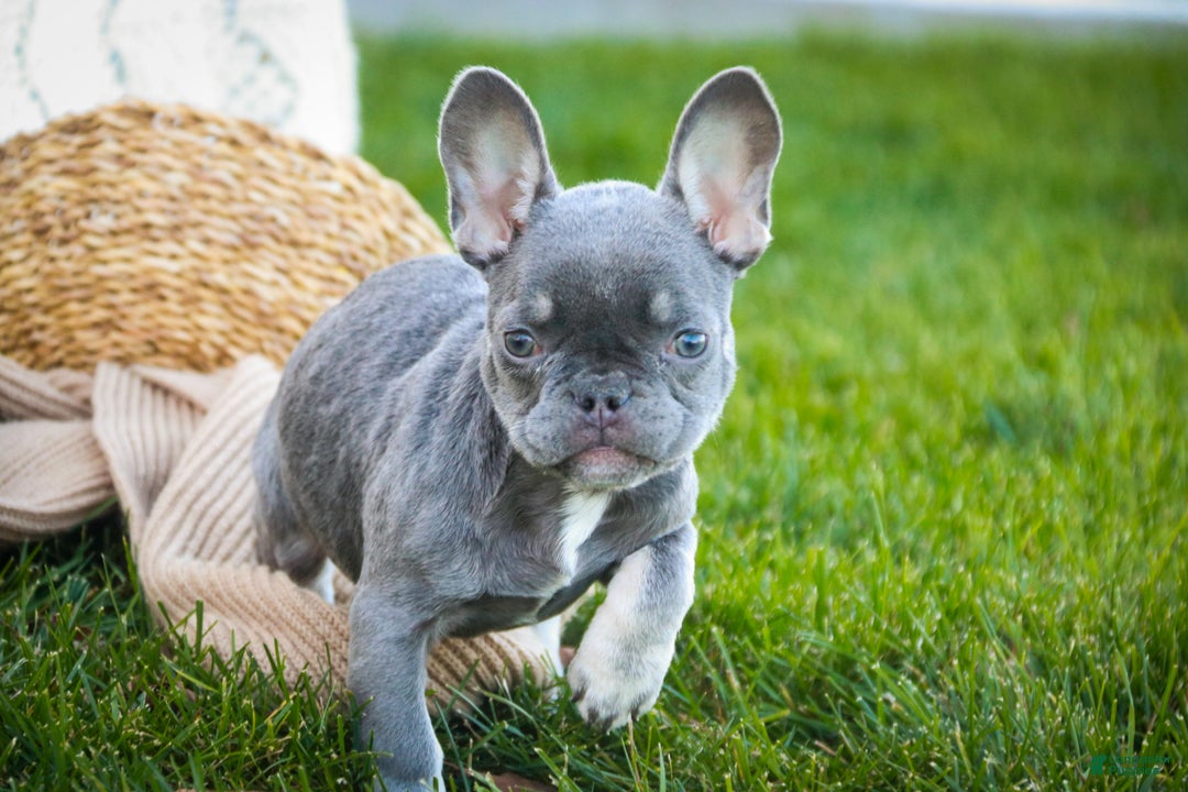 French Bulldog dogs for sale: Gretta - Ad 2