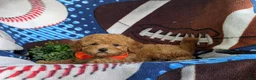 Toy Poodle dogs for sale: Norton 9 lbs Full Grown - Ad 7