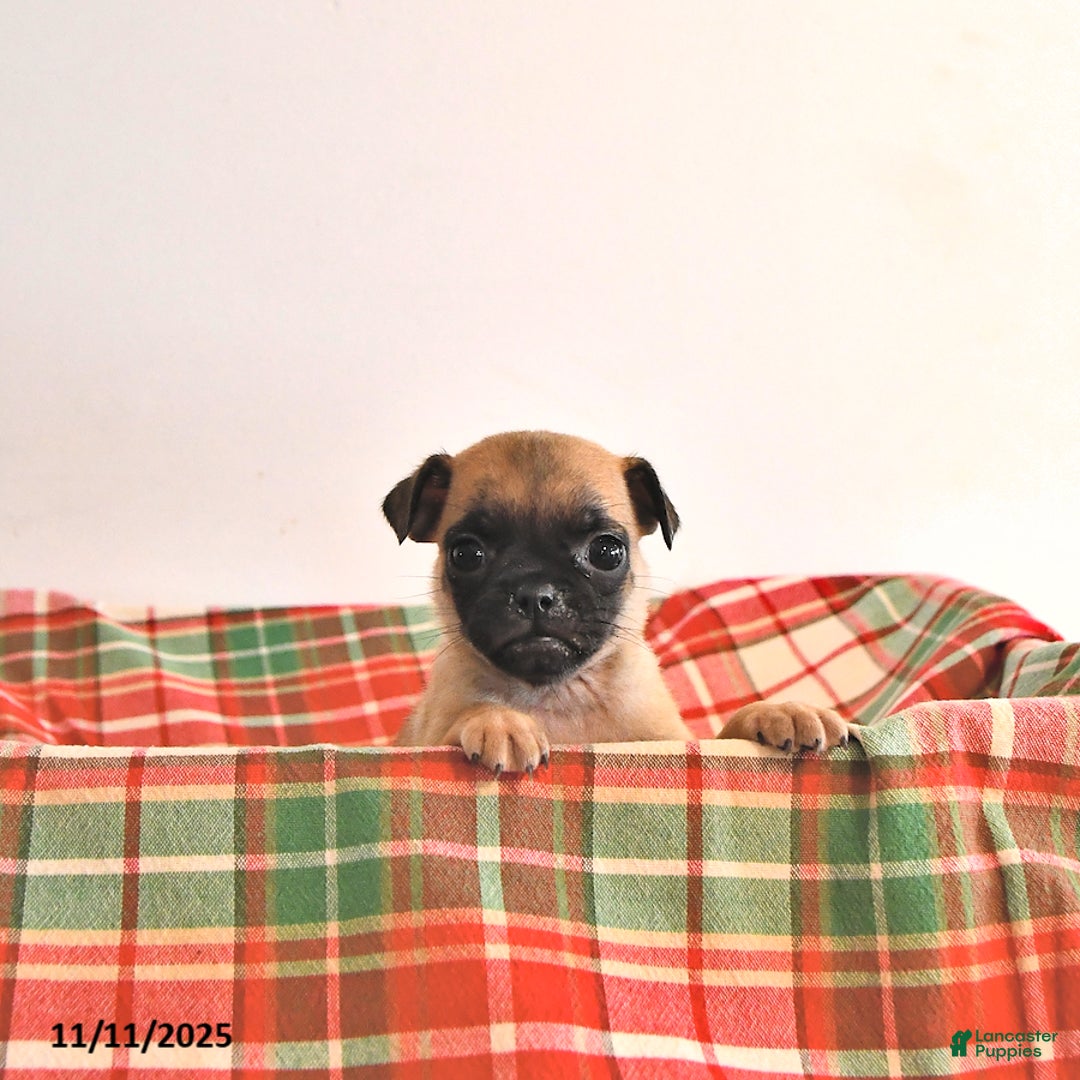 Jug dogs for sale: Mavis - Ad 2