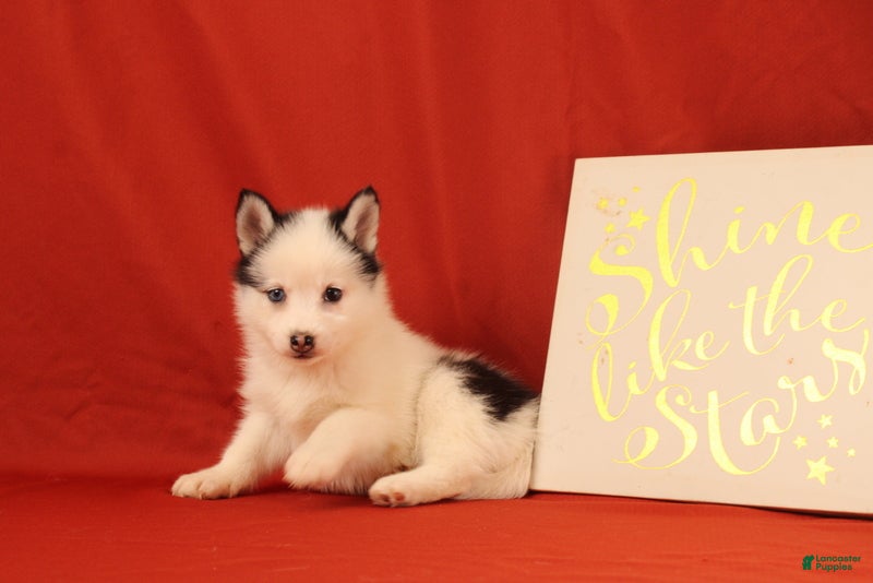 Pomsky dogs Zoey - Ad 2