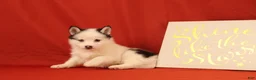 Pomsky dogs for sale: Zoey - Ad 2