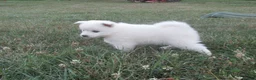 American Eskimo dogs for sale: Diamond - Ad 4