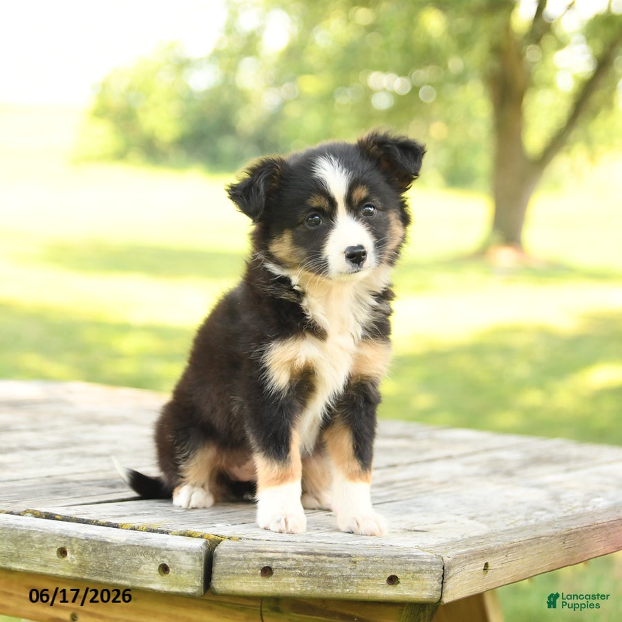 Miniature Australian Shepherd dogs Lily - Ad 2