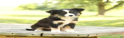 Miniature Australian Shepherd dogs for sale: Lily - Ad 2