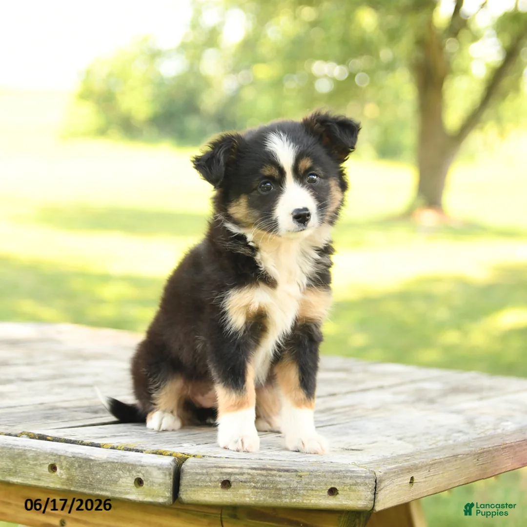 Miniature Australian Shepherd dogs for sale: Lily - Ad 2