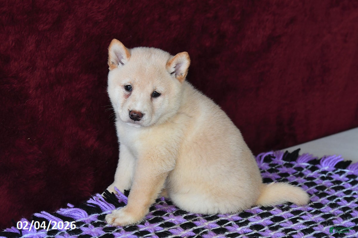 Shiba Inu dogs Lance  - Ad 3