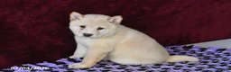 Shiba Inu dogs for sale: Lance  - Ad 1