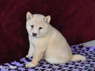 Shiba Inu dogs Lance - Ad 3