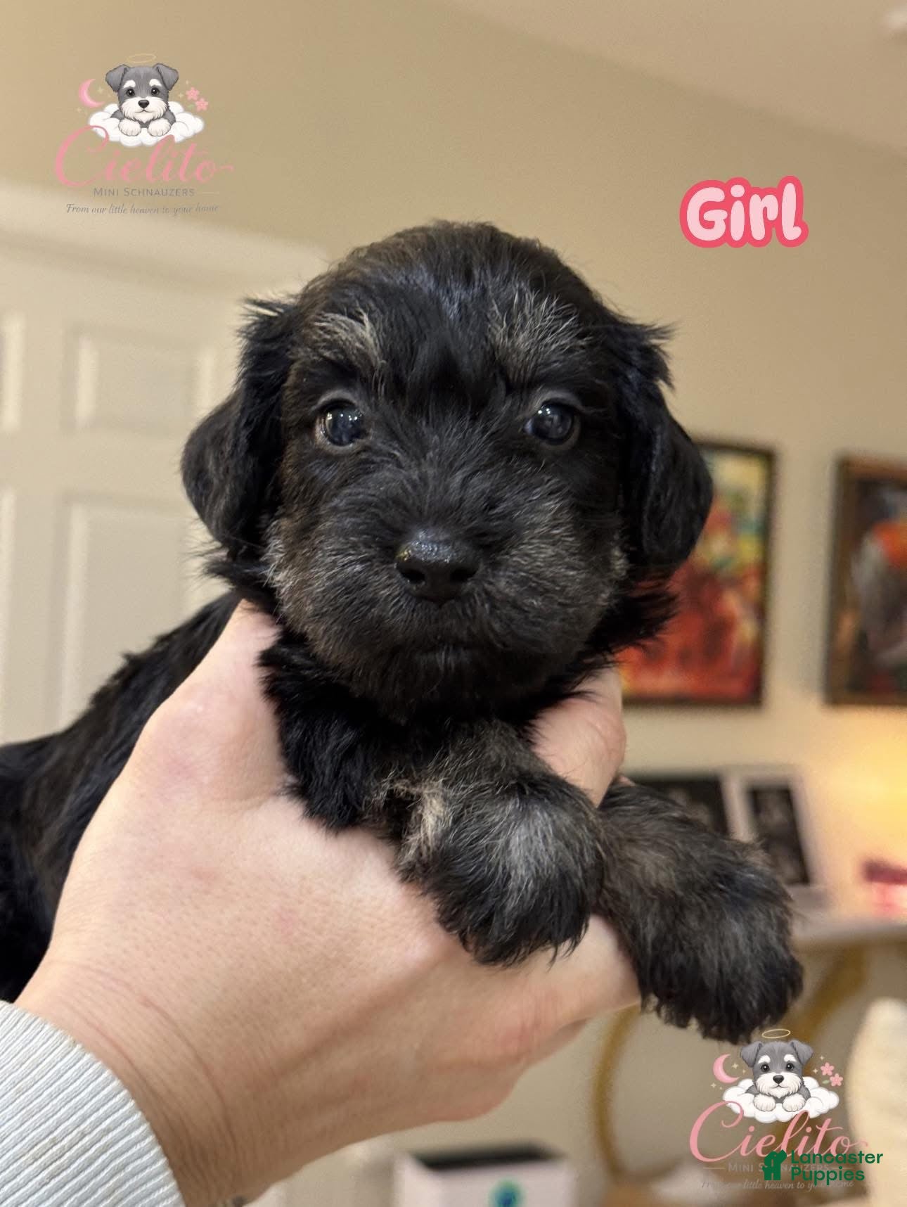 Miniature Schnauzer dogs Miniature Schnauzer Puppy 2 - Ad 18