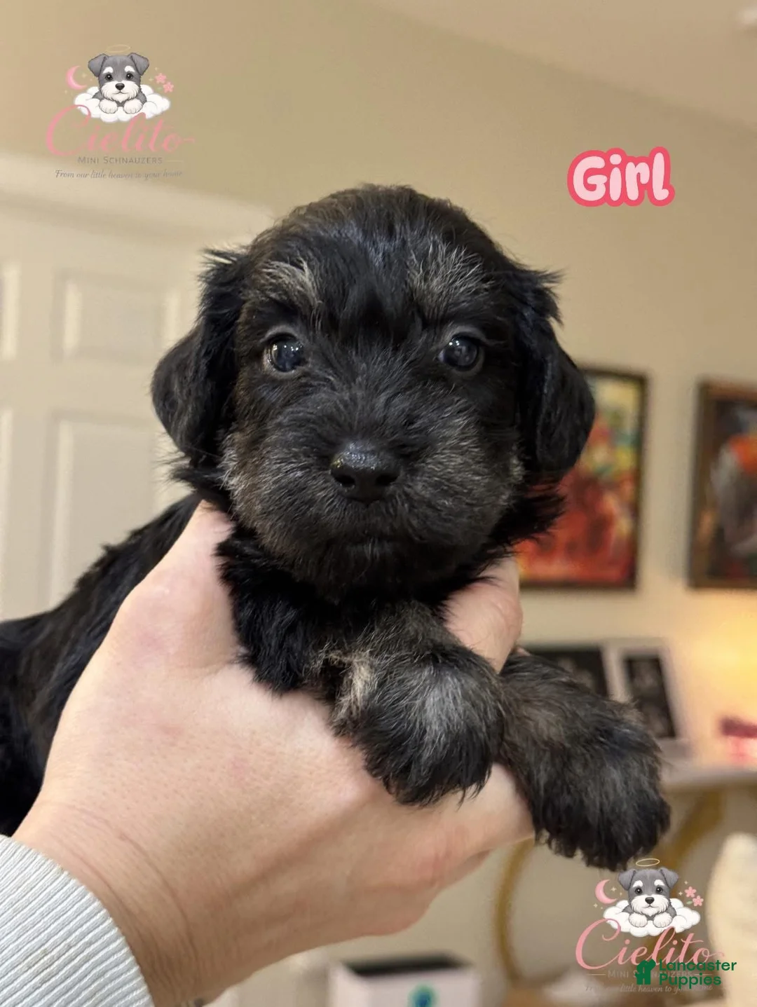 Miniature Schnauzer dogs for sale: Miniature Schnauzer Puppy 2 - Ad 1